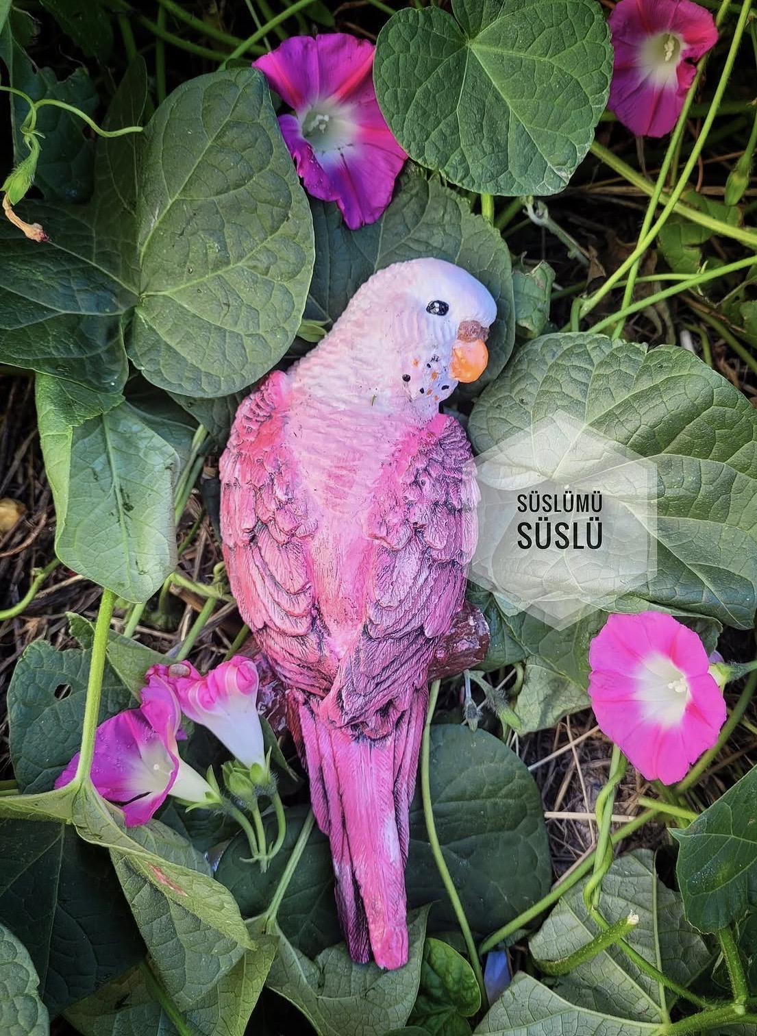 Muhabbet kuşu kalıbı sağ